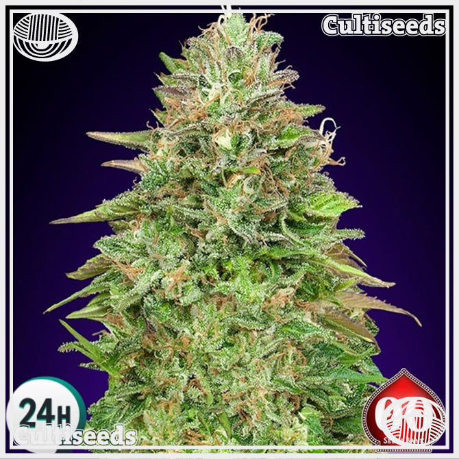 00 SEEDS CRITICAL POISON FAST